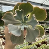 Echeveria gibbiflora híbrida - comprar online