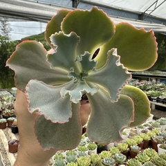 Echeveria gibbiflora híbrida - comprar online