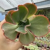 Echeveria gibbiflora magma - comprar online