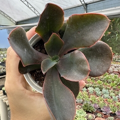 Echeveria gibbiflora híbrida - comprar online