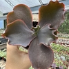 Echeveria gibbiflora thanos - comprar online