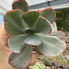 Echeveria gibbiflora dreams and phantasms - comprar online