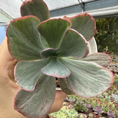 Echeveria gibbiflora dreams and phantasms - comprar online