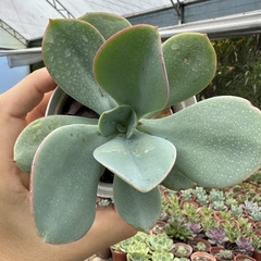 Echeveria híbrida gila - comprar online