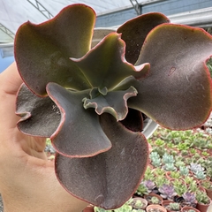 Echeveria gibbiflora magic lamp - comprar online