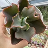 Echeveria otus - comprar online