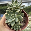 Echeveria alba aloha - comprar online