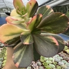 Echeveria primadona variegata - comprar online