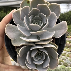 Echeveria runyonii san carlos - comprar online