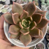 Echeveria clarice - comprar online