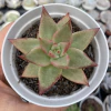 Echeveria agavoides ebony - comprar online