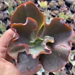 Echeveria gibbiflora bronze boy - comprar online