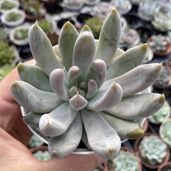 Echeveria tolimanensis gray silver - comprar online