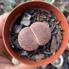 Lithop aucampiae "KO" - comprar online