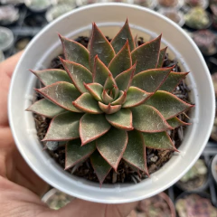 Echeveria purple star - comprar online