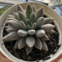 Pachyphytum Devil Fingers (Korean) - comprar online