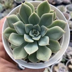 Echeveria alfred - comprar online