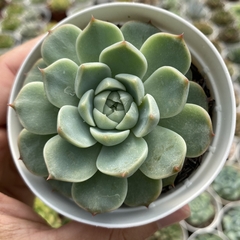 Echeveria red velvet - comprar online