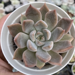 Echeveria aylla - comprar online