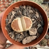 Lithop karasmontana red top - comprar online