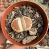 Lithop karasmontana red top - comprar online