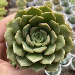 Echeveria louize - comprar online