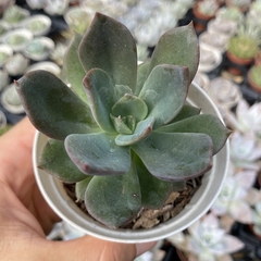Echeveria sombra - comprar online