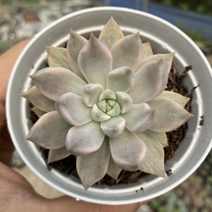 Echeveria scarlet variegata - comprar online