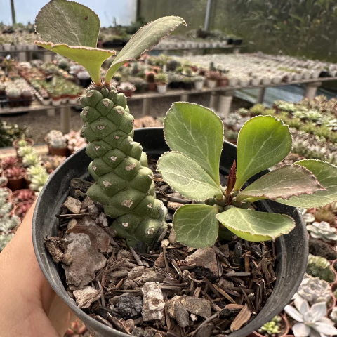 Euphorbia monadenium ritchiei - comprar online