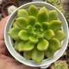 Cremneria chubbs - comprar online