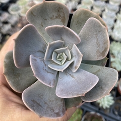 Echeveria pollux - comprar online