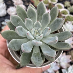 Echeveria mexensis zaragoza - comprar online