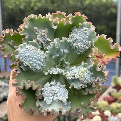 Echeveria gibbiflora sea dragon - Greenhouse Suculentas