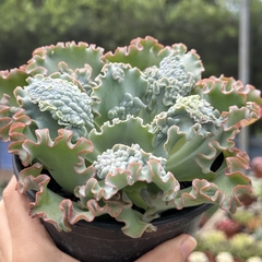Echeveria gibbiflora sea dragon na internet