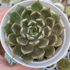 Echeveria scarlet witch - comprar online