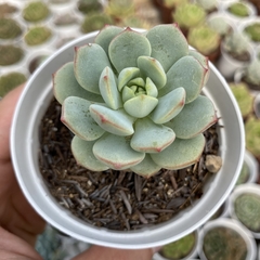 Sedeveria pudgy korean - comprar online