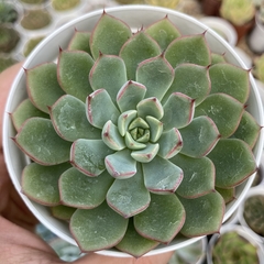Echeveria timona - comprar online