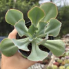 Echeveria gibbiflora diaguitas - comprar online