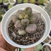Adromischus mirianiae silver fountain - comprar online