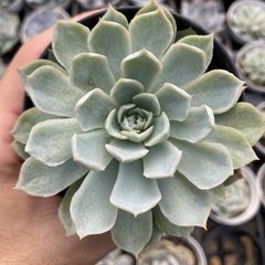 Echeveria jocelyn - comprar online