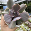 Echeveria butterfly - comprar online