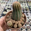 Lobivia chamaoecereus - comprar online