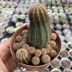 Lobivia chamaoecereus - comprar online