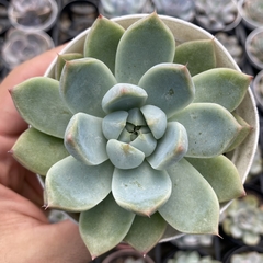 Echeveria alba beauty - comprar online