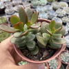 Crassula ovata minor - comprar online
