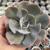Echeveria dusty rose - comprar online