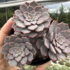 Graptoveria super primavera - comprar online