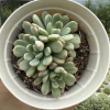 Graptoveria snow peach (Portugal) - comprar online