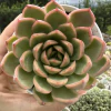 Echeveria dalíria - comprar online