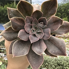 Echeveria híbrida - comprar online